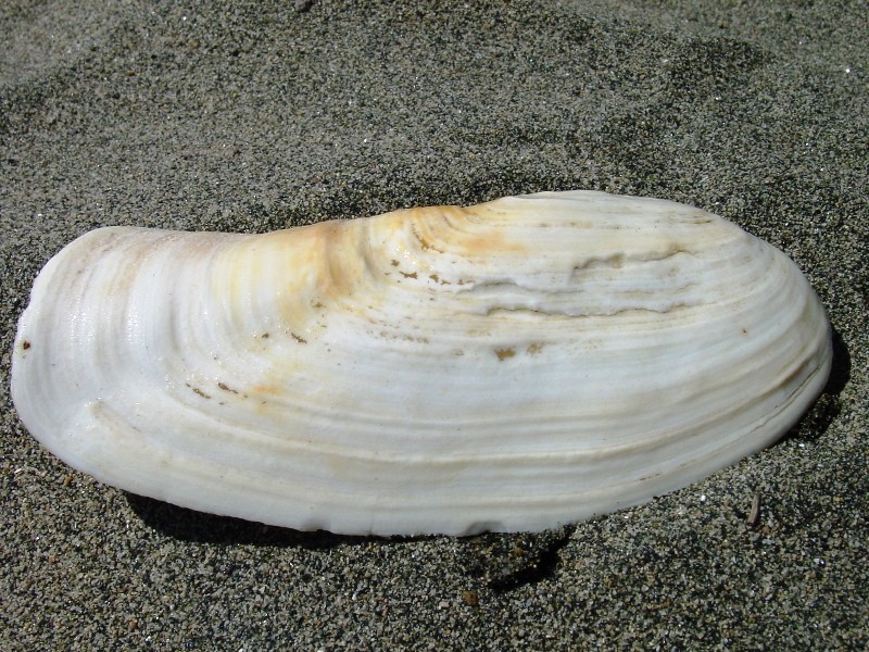 Lutraria oblonga